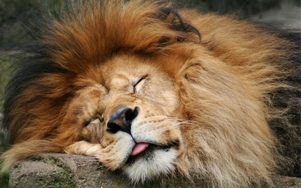 Sleeping lion